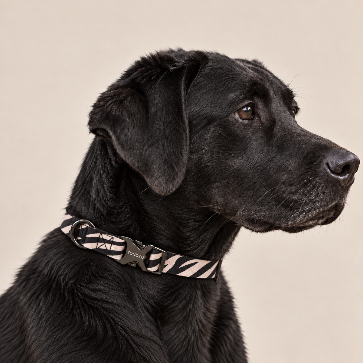 Black Labrador wearing zebra pattern TONOTO collar