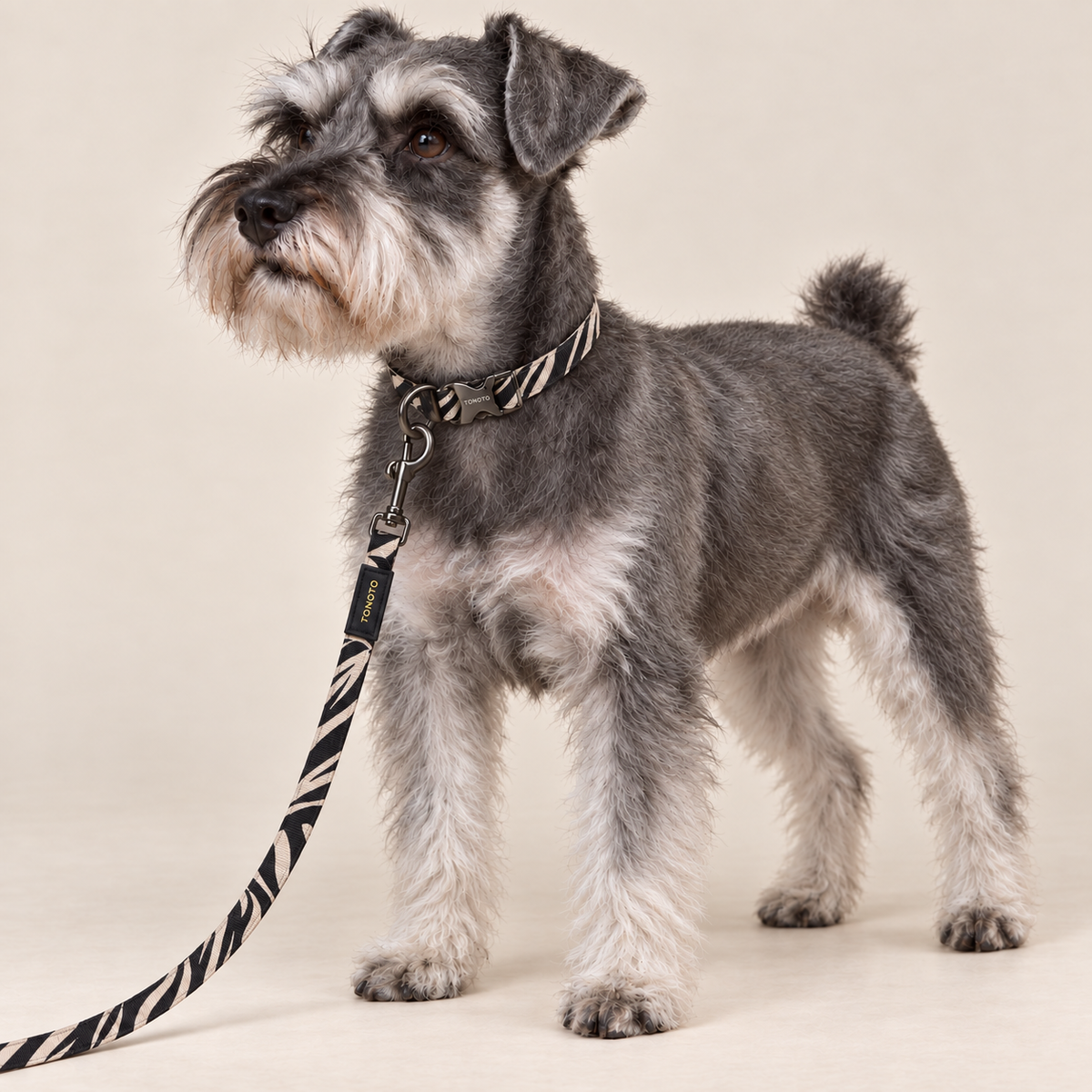 Miniature Schnauzer wearing zebra pattern TONOTO collar and lead