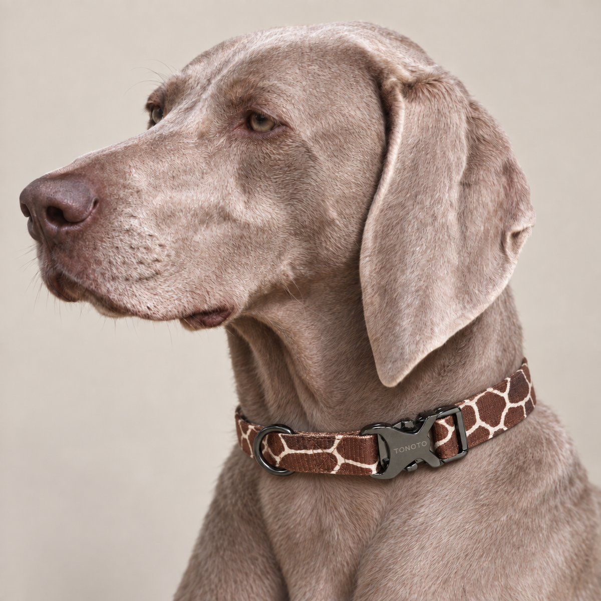 Weimaraner wearing giraffe pattern TONOTO collar