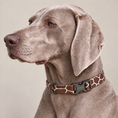 Weimaraner wearing giraffe pattern TONOTO collar