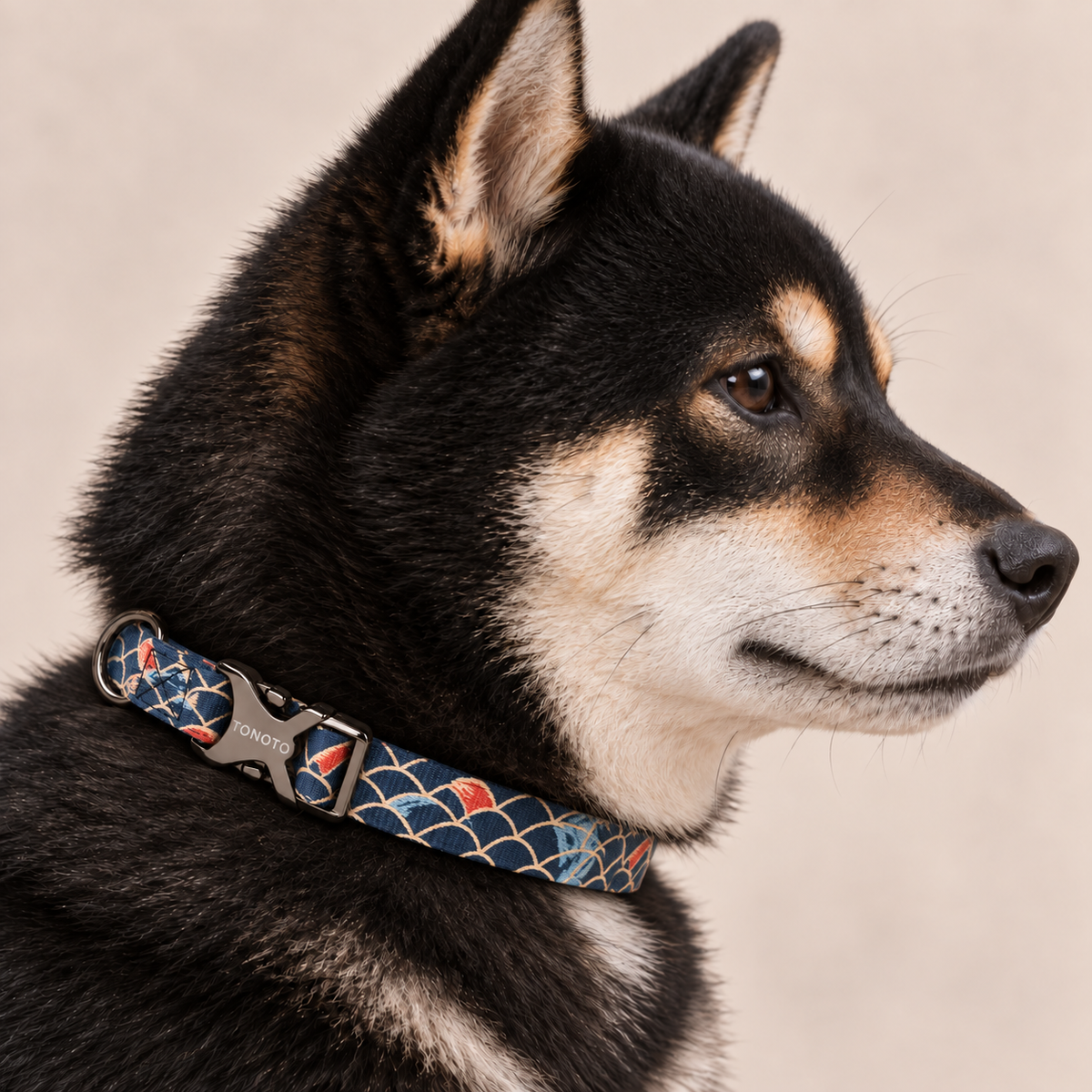 Black and tan Shiba Inu wearing koi pattern TONOTO collar
