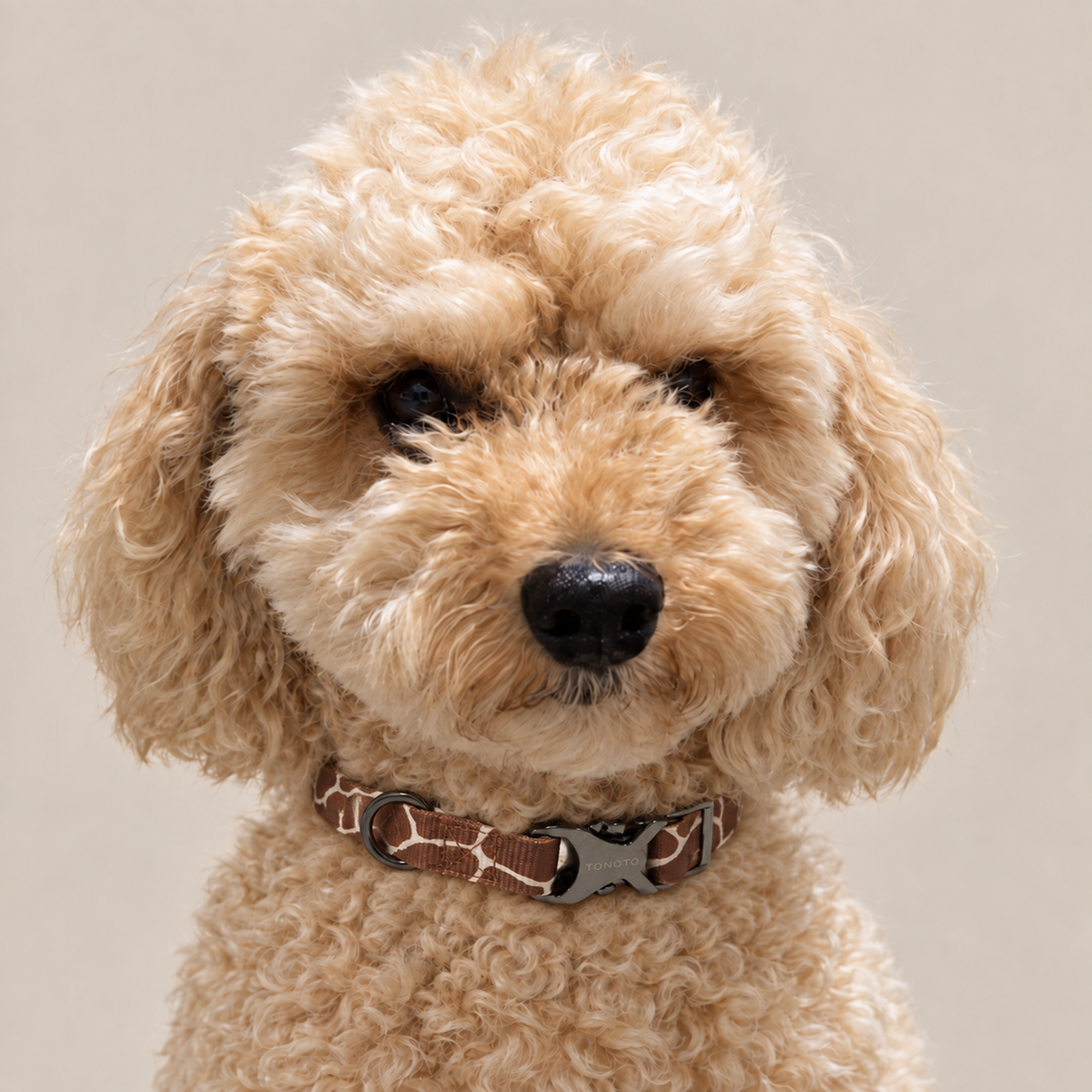 Curly apricot dog wearing giraffe pattern TONOTO collar