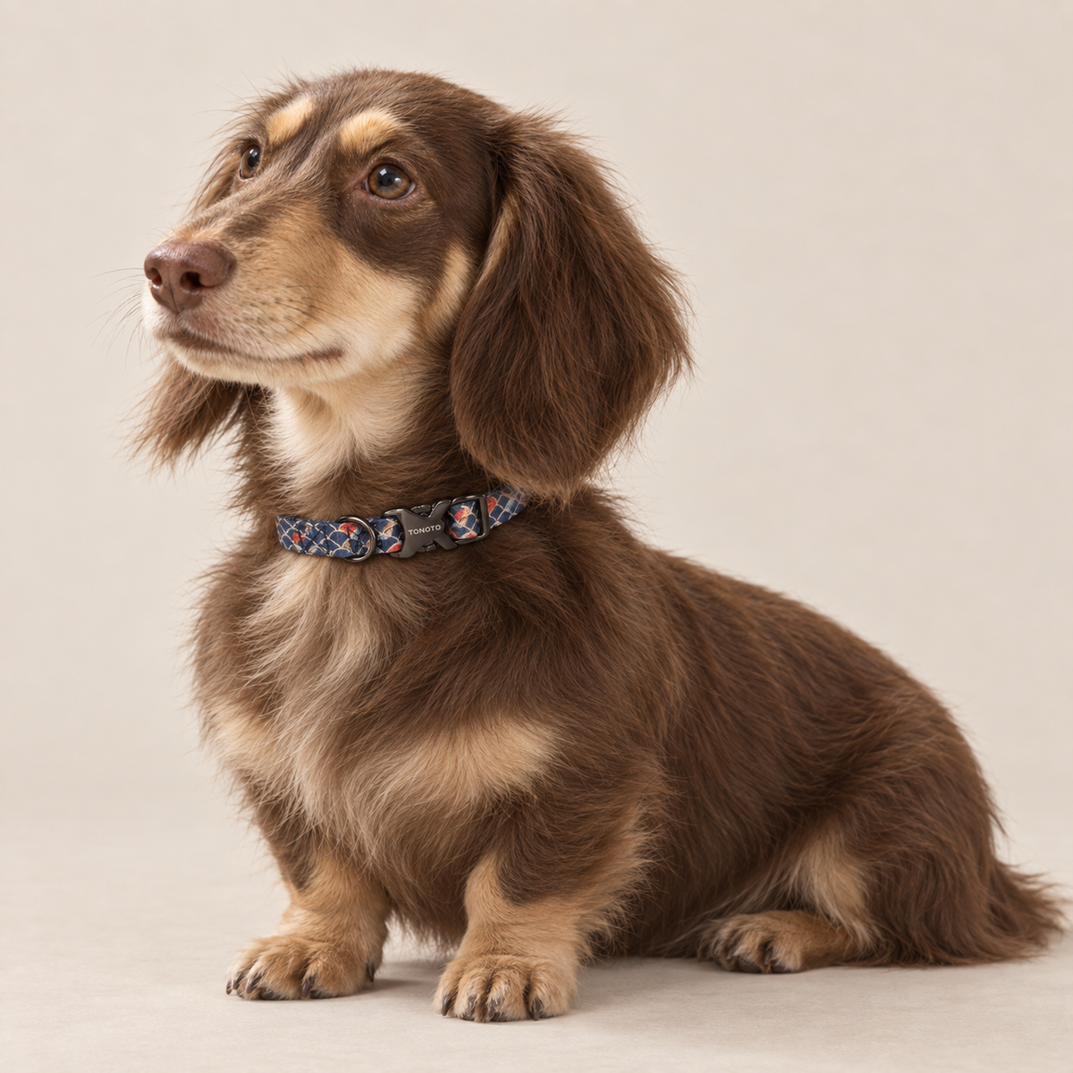 Long-haired Dachshund wearing koi pattern TONOTO collar