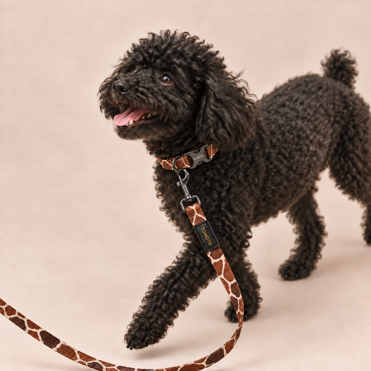 Black poodle wearing giraffe pattern TONOTO collar and lead