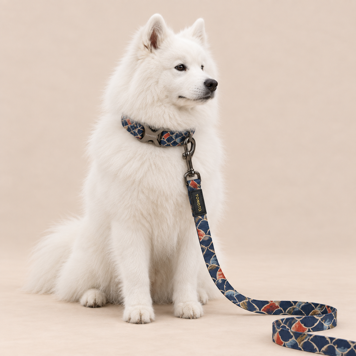 Samoyed wearing koi pattern TONOTO collar and lead