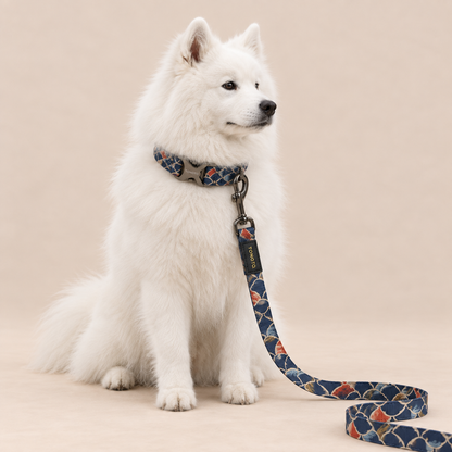 Samoyed wearing koi pattern TONOTO collar and lead