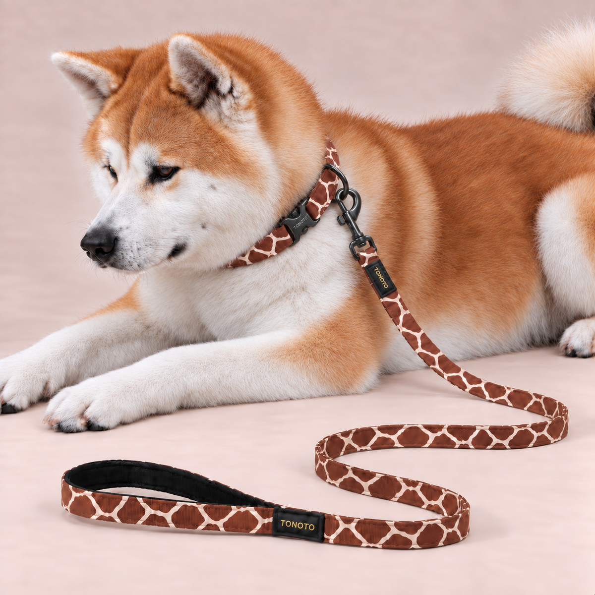 Shiba Inu lying down wearing giraffe pattern TONOTO collar and lead