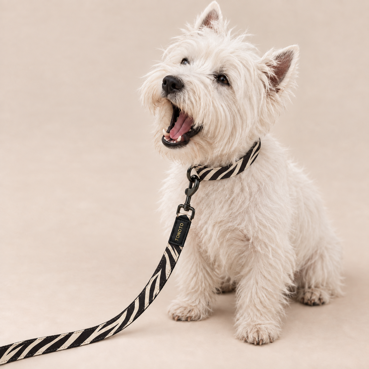 West Highland Terrier wearing zebra pattern TONOTO collar and lead