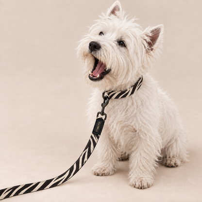 West Highland Terrier wearing zebra pattern TONOTO collar and lead